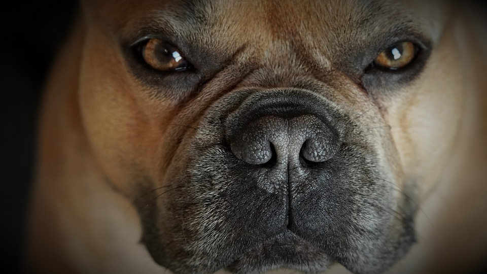 Zsömle, a francia bulldog